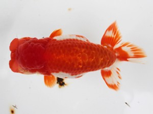 愛媛南予らんちゅう会　取締一　　黒潮　村越健志郎