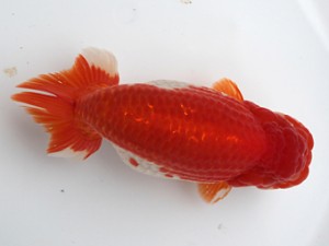 愛媛南予らんちゅう会　西大関　　宇和島　山下邦夫