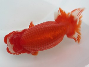 愛媛南予らんちゅう会　　岡山　加藤弘志