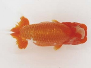 西日本金魚愛好会　東大関　板井　達　大分B