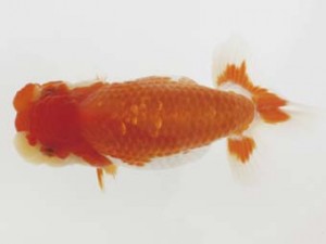 西日本金魚愛好会　西大関　石橋俊美　中九州