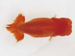 西日本金魚愛好会　大藪博之　福岡観魚