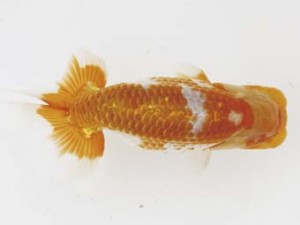 西日本金魚愛好会　取締一　山下明洋　福岡観魚