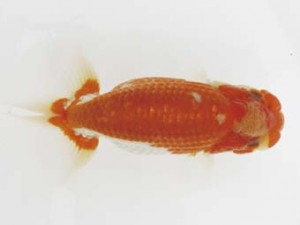 西日本金魚愛好会　取締二　濱村幸輝　西日本金魚