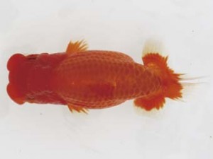 西日本金魚愛好会　西大関　岡本敏彦　福岡観魚