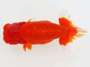 西日本金魚愛好会　先崎　誠　宮崎優魚会