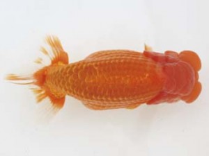 西日本金魚愛好会　取締一　辻　正博　日蘭佐賀