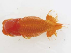 西日本金魚愛好会　取締二　藤野辰己　福岡観魚