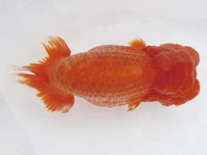 西日本金魚愛好会　東大関　大田黒正雄　有明らんちう会