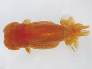 西日本金魚愛好会　西大関　三浦哲男　東鱗会