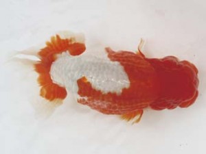 西日本金魚愛好会　三浦哲男　東鱗会