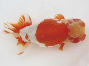 西日本金魚愛好会　取締一　中山輝彦　西日本金魚