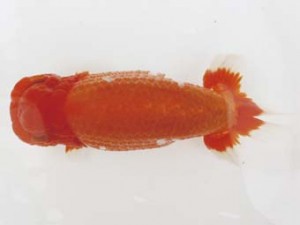 西日本金魚愛好会　取締二　杉谷典彦　有明らんちう会