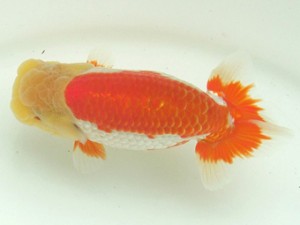 静岡らんちう同好会　東大関　加藤浩一郎　沼津