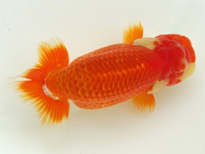 静岡らんちう同好会　西大関　宮城島征　　清水