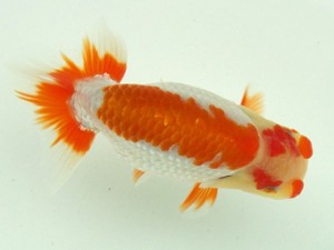 静岡らんちう同好会　安藤　寛　　森町