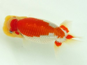 静岡らんちう同好会　取締一　庄村　清　　山梨