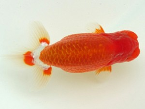 静岡らんちう同好会　取締二　北川浩三　　島田