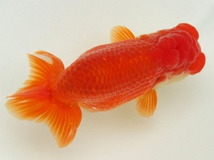 静岡らんちう同好会　西大関　寺田文男　　静岡