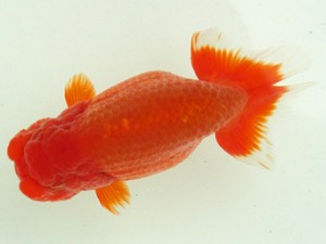 静岡らんちう同好会　金田　明　　静岡