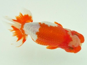 静岡らんちう同好会　取締一　塚本睦美　　島田