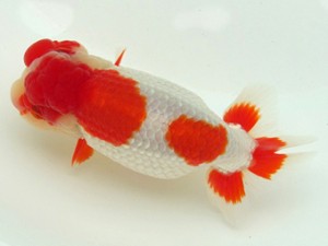 静岡らんちう同好会　東大関　水野光一郎　静岡