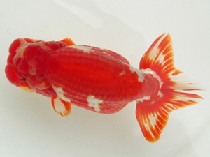 静岡らんちう同好会　西大関　石田道夫　　焼津