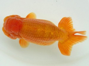 静岡らんちう同好会　松本芳夫　　静岡