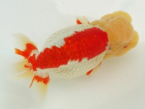 静岡らんちう同好会　取締二　石田道夫　　焼津