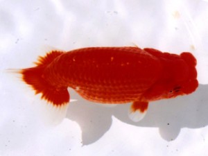 三重らんちう会　東大関　津市　伊藤信男