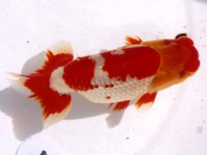 三重らんちう会　西大関　稲沢市　鎌田芳男