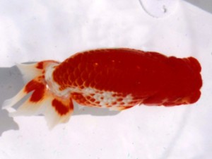 三重らんちう会　四日市市　河北光一