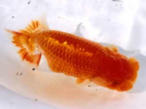 三重らんちう会　取締一　四日市市　河北光一