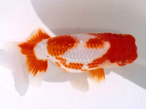 三重らんちう会　取締二　津市　伊藤信男