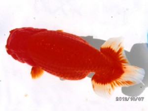 三重らんちう会　東大関　津島市　立松大介