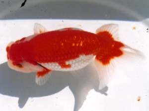 三重らんちう会　西大関　四日市市　猪野　旭