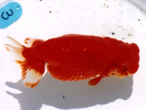 三重らんちう会　津島市　立松大介