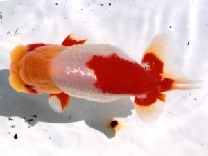 三重らんちう会　取締一　津市　伊藤信男