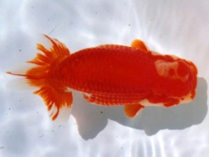 三重らんちう会　取締二　津島市　立松大介