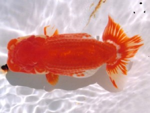 三重らんちう会　東大関　志摩市　林　万貴