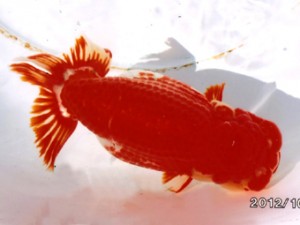 三重らんちう会　津島市　立松大介