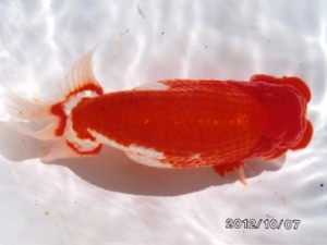 三重らんちう会　取締二　四日市市　河北光一