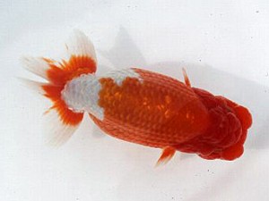 喜樂らんちう会　二歳会　東大関　望月誠一　草加市