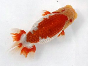 喜樂らんちう会　二歳会　西大関　間中　勝　草加市