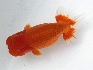 喜樂らんちう会　二歳会　取締一　林　和明　足立区