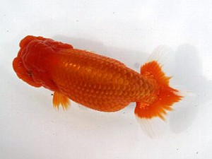 喜樂らんちう会　二歳会　取締二　林　和明　足立区