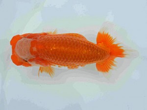 好鱗会　春季品評大会　1位　丸山克昌