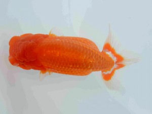 好鱗会　春季品評大会　3位　田中誠慈