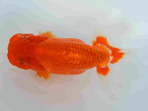 好鱗会　春季品評大会　4位　須田友一郎