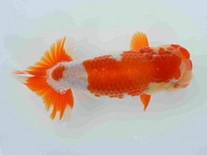 好鱗会　春季品評大会　5位　原田勝彦